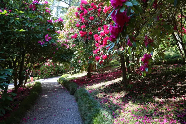 Uitzicht Tuin Van Villa Carlotta — Stockfoto