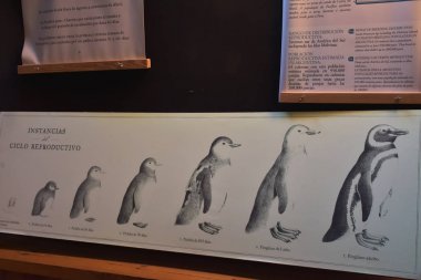 Buenos Aires sokakta trafik ve insanların görünümü