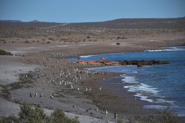 Punta Tombo beach day view, Patagonia, Argentina clipart