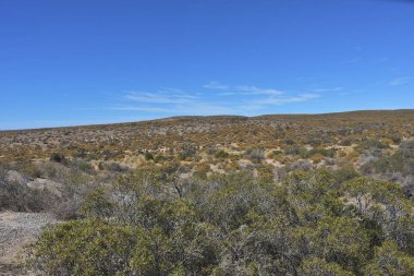 Punta Tombo plaj günü görünümü, Patagonya, Arjantin
