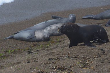 Sea lions on peninsula Valdes beach, Patagonia, Argentina clipart