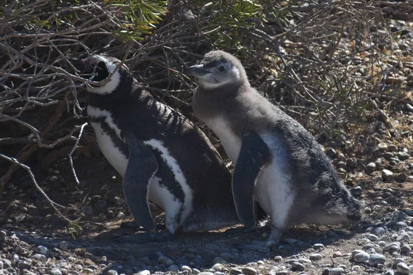 Punta Tombo Pinguim Colônia Patagônia — Fotografia de Stock