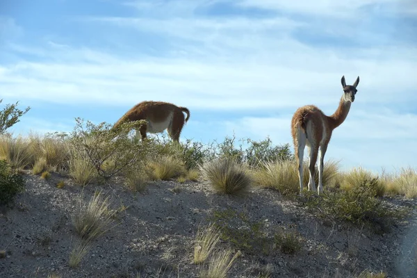 Wildlife Atlantic Coastline Peninsula Valdes Patagonia Argentina — Stock Photo, Image