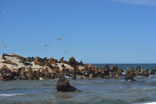 Leões Marinhos Península Praia Valdes Patagônia Argentina — Fotografia de Stock