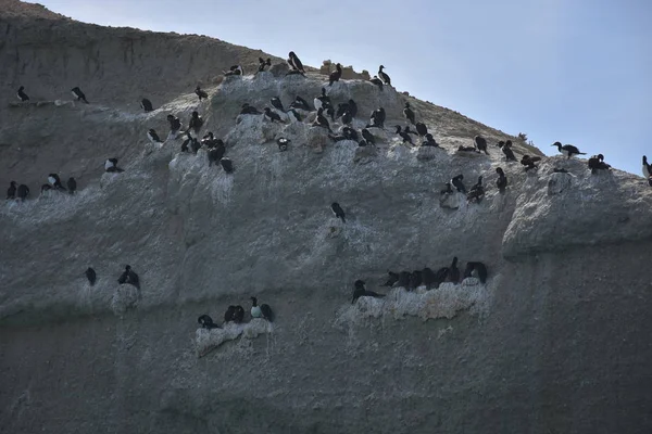 Divoká Příroda Pobřeží Atlantiku Poloostrově Valdes Patagonia Argentina — Stock fotografie