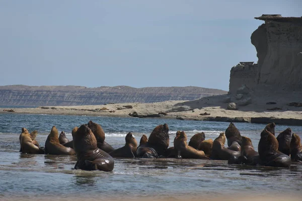 Leoni Marini Sulla Penisola Spiaggia Valdes Patagonia Argentina — Foto Stock