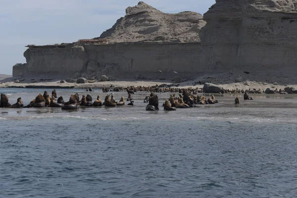 Mořští Lvi Poloostrově Valdes Beach Patagonie Argentina — Stock fotografie