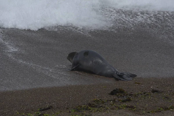 Lwy Morskie Półwyspie Valdes Beach Patagonia Argentyna — Zdjęcie stockowe