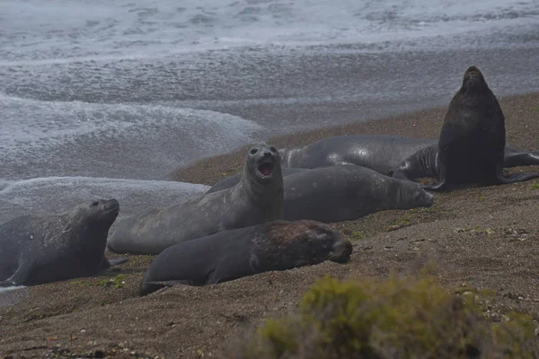 阿根廷巴塔哥尼亚半岛巴尔德斯海滩的海狮 — 图库照片