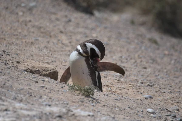 Магелланские Пингвины Полуострове Вальдес Аргентине — стоковое фото