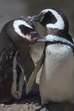 Arjantin 'deki Valdes Yarımadası 'nda Magellan penguenleri