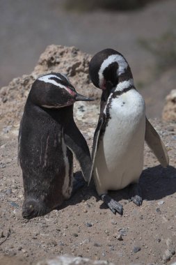 Arjantin 'deki Valdes Yarımadası 'nda Magellan penguenleri