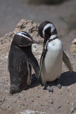 Magellan Penguins on the Valdes Peninsula in Argentina clipart