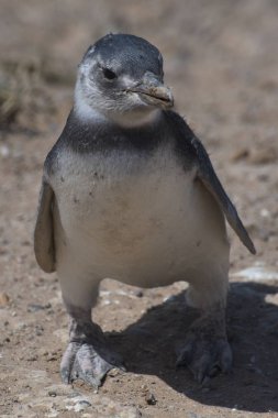 Arjantin 'deki Valdes Yarımadası 'nda Magellan penguenleri