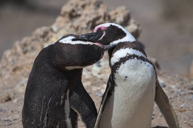 Arjantin 'deki Valdes Yarımadası 'nda Magellan penguenleri