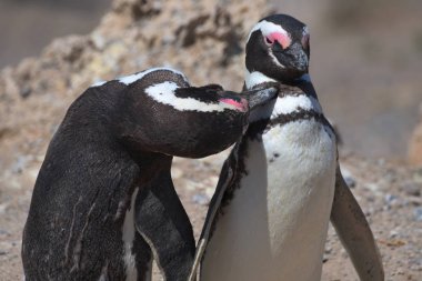 Arjantin 'deki Valdes Yarımadası 'nda Magellan penguenleri