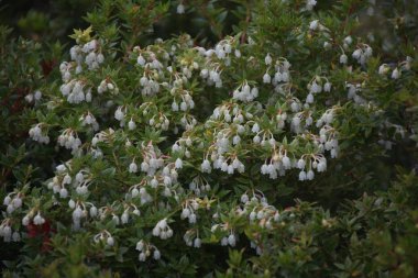 Tierra del Fuego Milli Parkı 'nda Lapataia Körfezi Panoraması, Patagonia, Arjantin