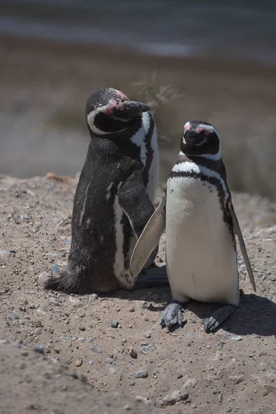 Magellan Penguins Valdes Peninsula Argentina — Stock Photo, Image