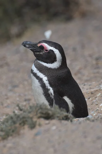 阿根廷瓦尔德斯半岛的麦哲伦企鹅 — 图库照片