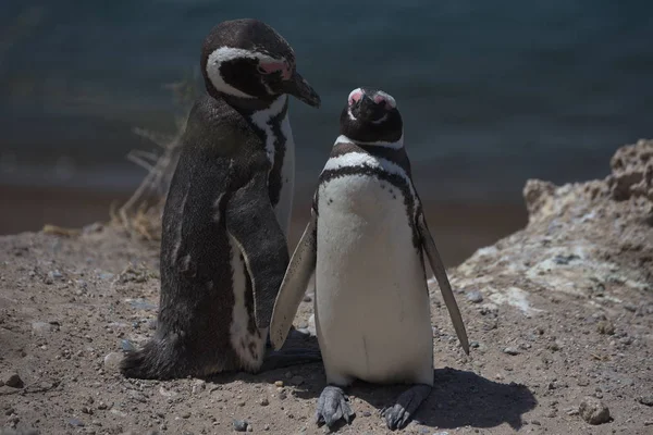 Magellan Penguins Valdes Peninsula Argentina — Stock Photo, Image