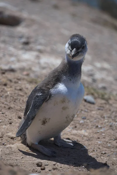 Pinguins Magalhães Península Valdes Argentina — Fotografia de Stock