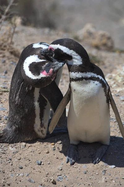 Pingüinos Magallanes Península Valdés Argentina — Foto de Stock