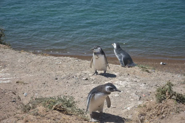 Pinguins Magalhães Península Valdes Argentina — Fotografia de Stock