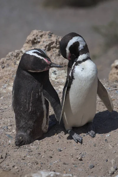 Magellanpinguine Auf Der Halbinsel Valdes Argentinien — Stockfoto