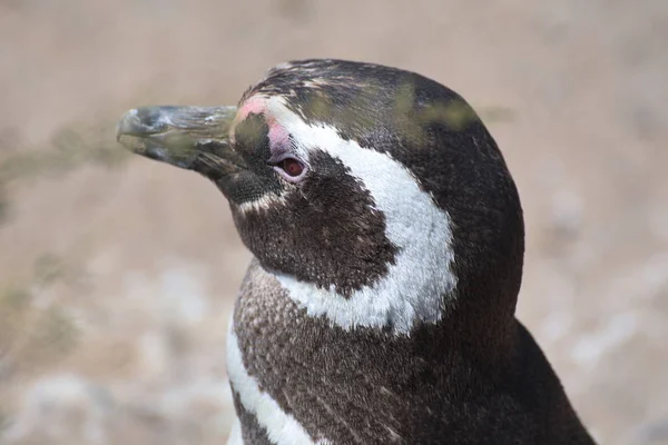 Magellan Penguins Valdes Halvön Argentina — Stockfoto