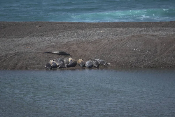 Yarımadada Deniz Aslanları Valdes Plajı Patagonia Arjantin — Stok fotoğraf