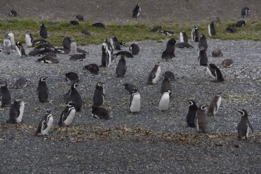 Macellan penguenleri Patagonia, Arjantin için 