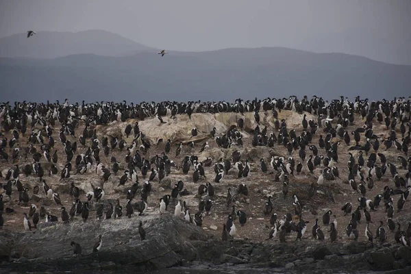 Kormorantní Kolonie Ostrově Beagle Channel Tierra Del Fuego — Stock fotografie
