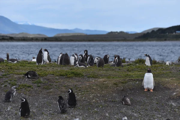 Tučňáků Magellanských Patagonie Argentina — Stock fotografie