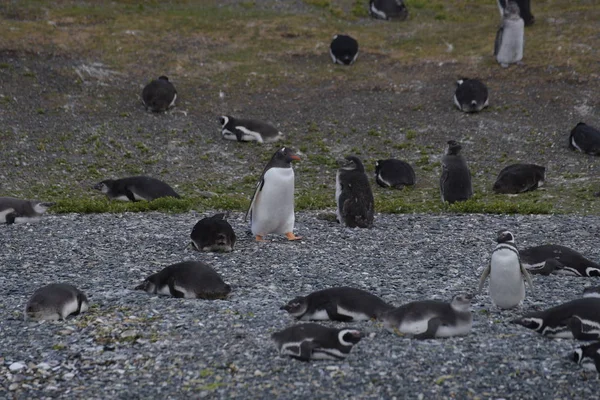 Magellanic Penguins Patagonia Argentina — Stock Photo, Image