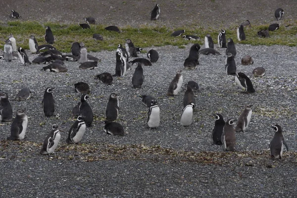 Magellanic Penguins Patagonia Argentina — Stock Photo, Image