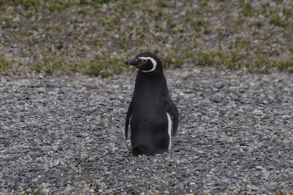 Магеллановые Пингвины Патагонии Аргентина — стоковое фото