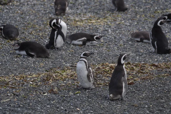 Магеллановые Пингвины Патагонии Аргентина — стоковое фото