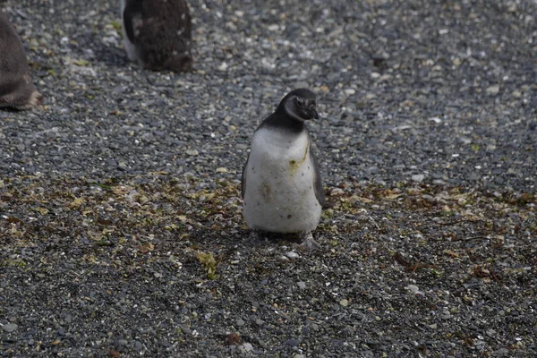 Magellanic Penguins Patagonia Argentina — Stock Photo, Image