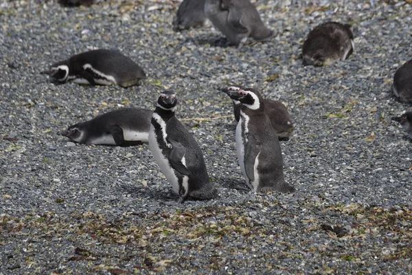 Pingüinos Magallánicos Pampa Argentina — Foto de Stock