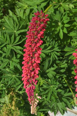 Tierra del Fuego içinde lupines Çiçek