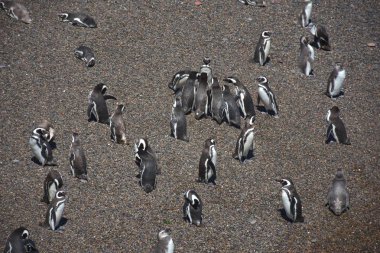 Punta Tombo penguen kolonisi, Patagonia