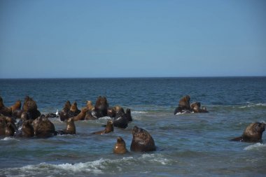 Sea lions on peninsula Valdes beach, Patagonia, Argentina clipart