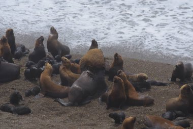 Yarımadada deniz aslanları Valdes Plajı, Patagonia, Arjantin
