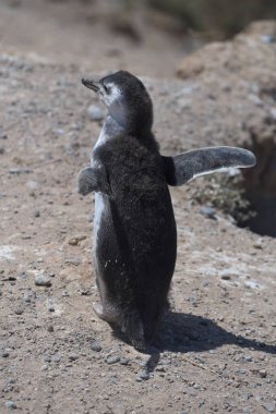 Arjantin 'deki Valdes Yarımadası 'nda Magellan penguenleri