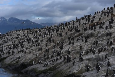 Tierra del Fuego 'da Beagle Channel 'da bir adada Cormorant kolonisi 