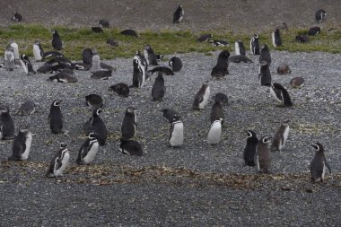 Tierra del Fuego 'da Beagle Channel 'da bir adada Cormorant kolonisi 