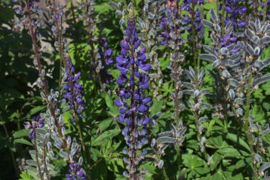 Çiçek Gölü Fagnano, ayrıca kami denilen, Tierra del Fuego, Arjantin