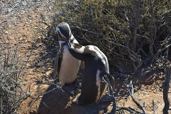 Punta Tombo Pinguim Colônia Patagônia — Fotografia de Stock