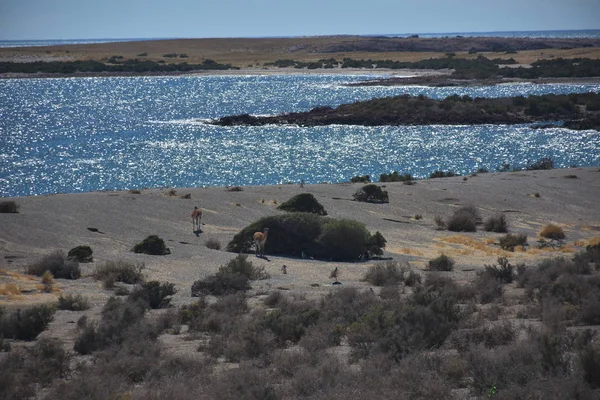 Vista Del Día Playa Punta Tombo Patagonia Argentina —  Fotos de Stock