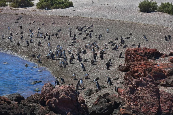 Tučnov Kolonie Punta Tombo Patagonie — Stock fotografie